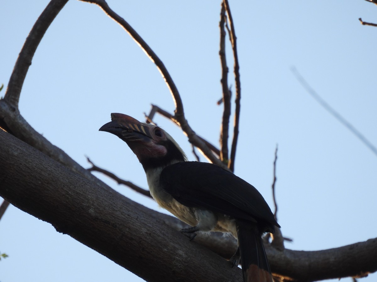Luzon Hornbill - ML636708312