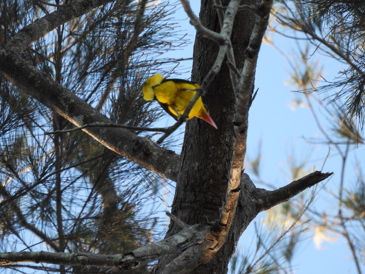 Black-naped Oriole - ML636708320