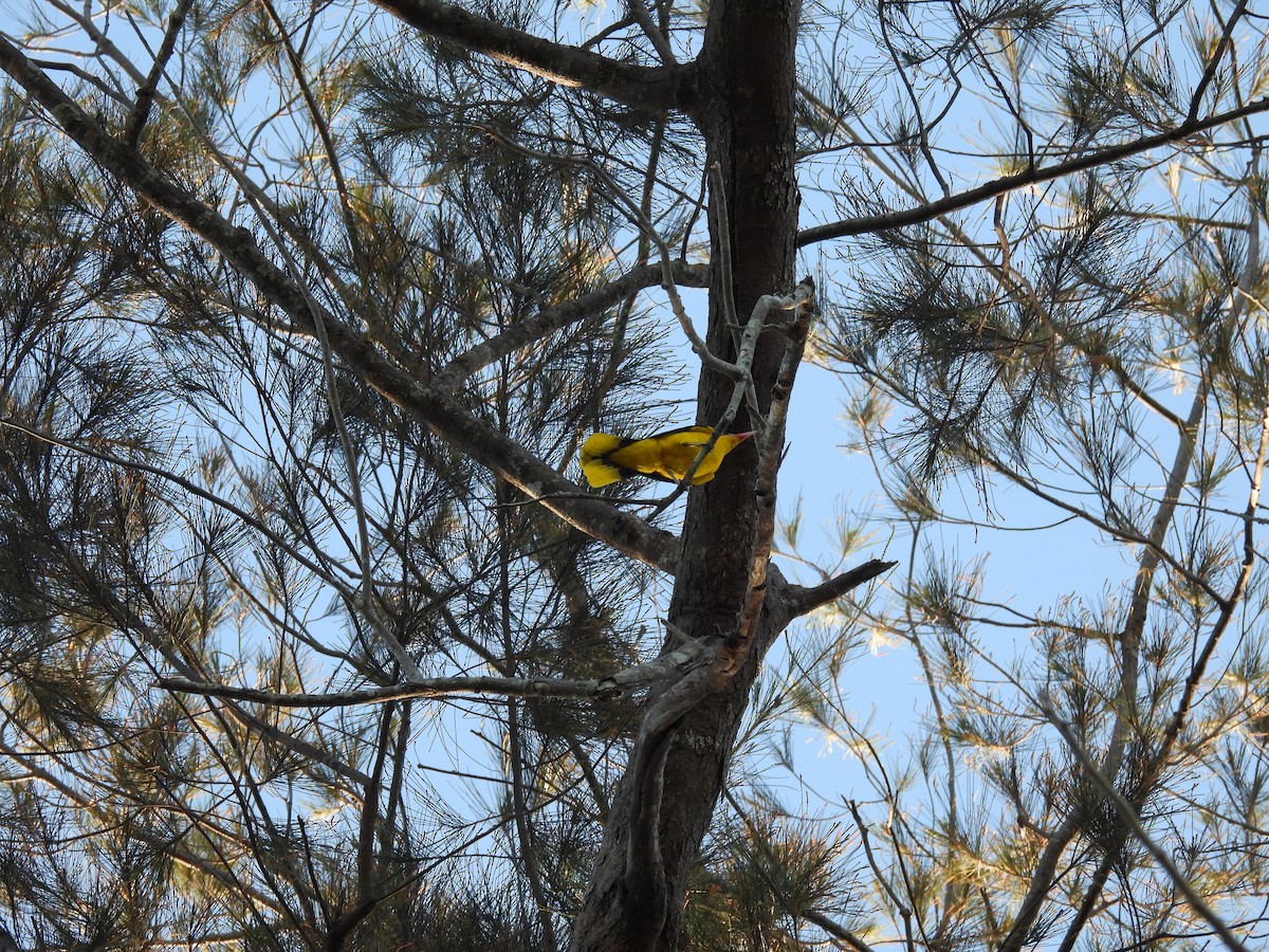 Black-naped Oriole - ML636708321