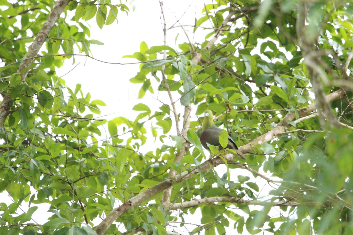 Wedge-tailed Green-Pigeon - ML636708356