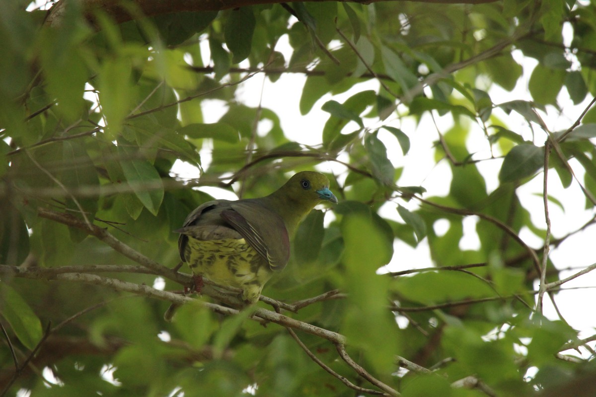 Wedge-tailed Green-Pigeon - ML636708357