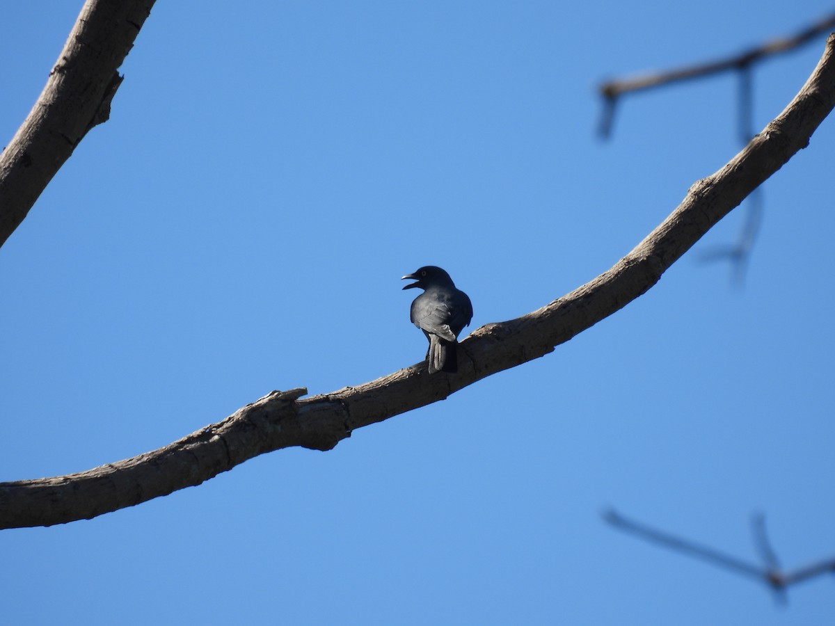 Bar-bellied Cuckooshrike - ML636708362