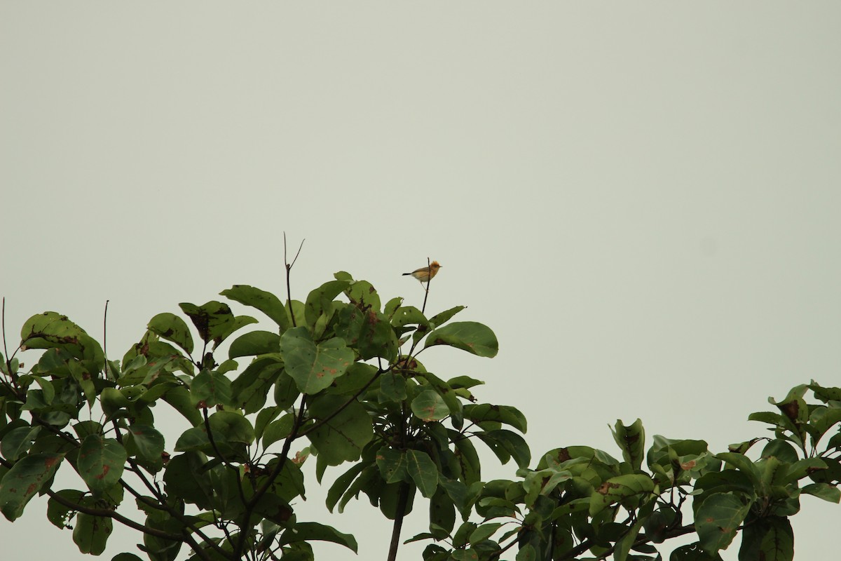 Golden-headed Cisticola - ML636708364