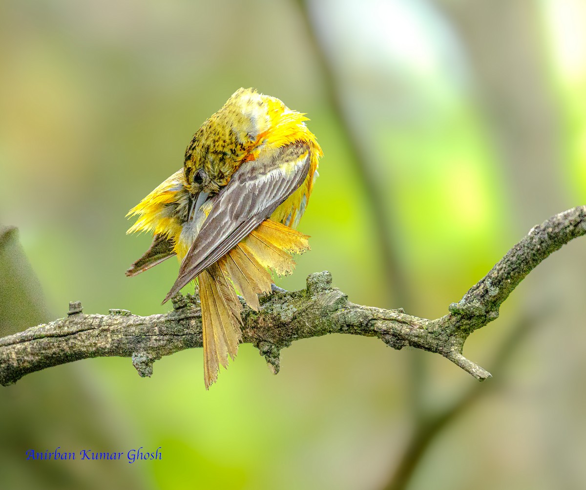 Baltimore Oriole - ML636708392