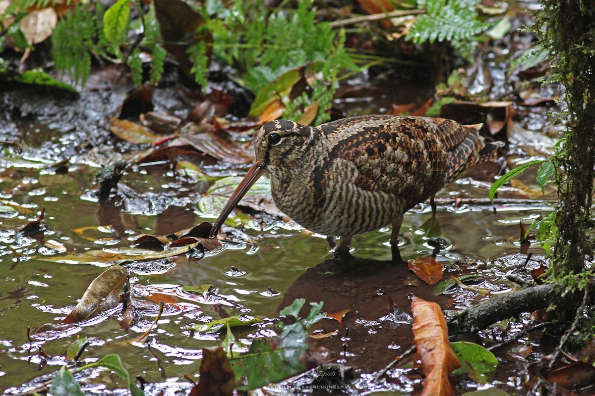 Eurasian Woodcock - ML636708421