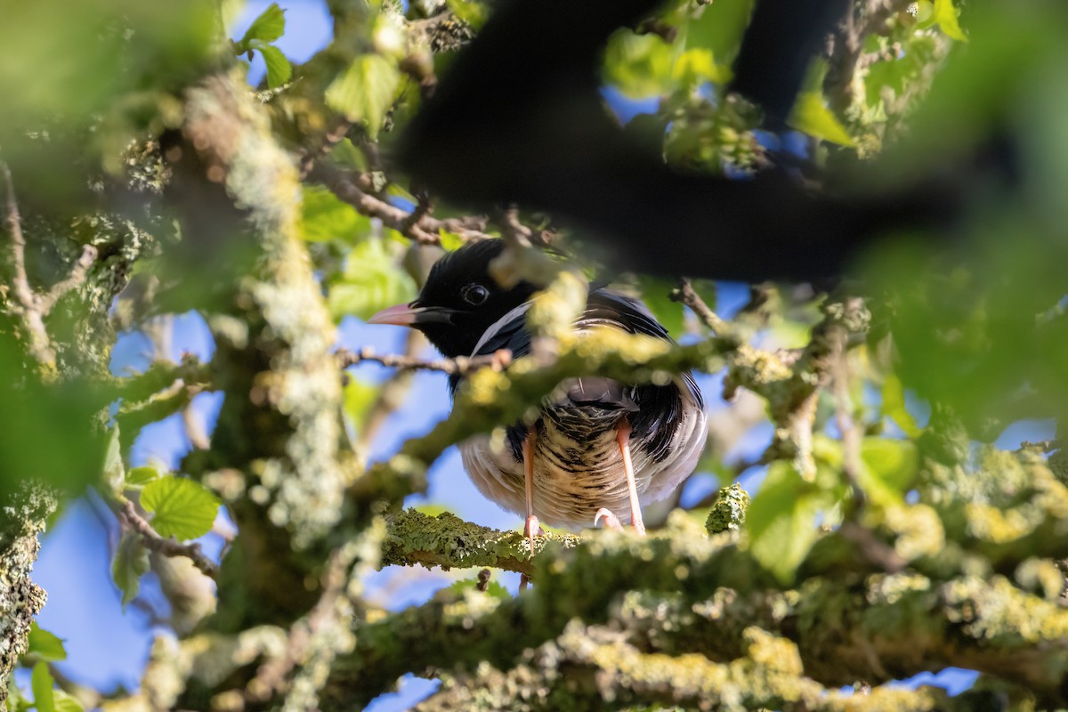 Rosy Starling - ML636708438