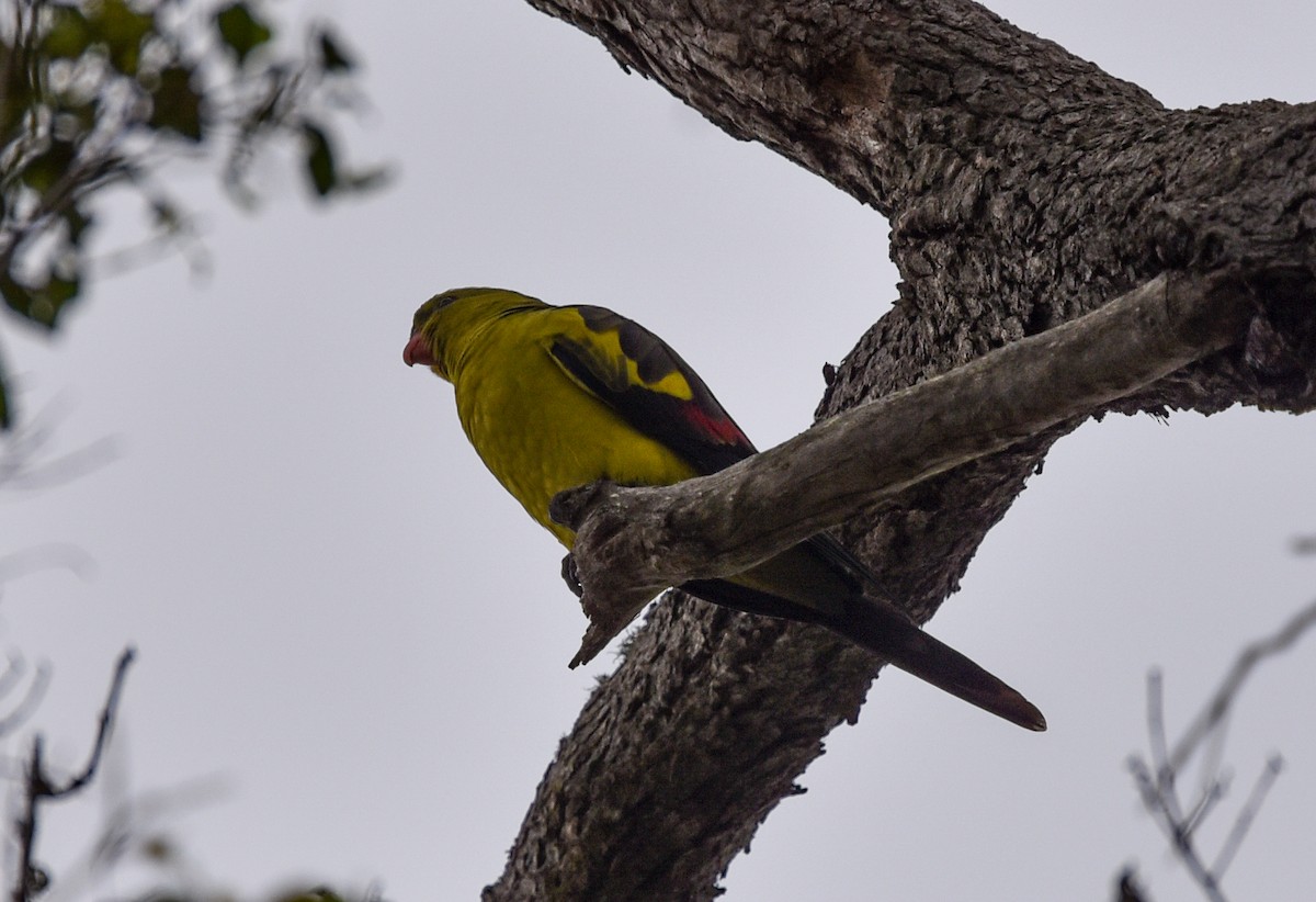 オグロインコ - ML636708445