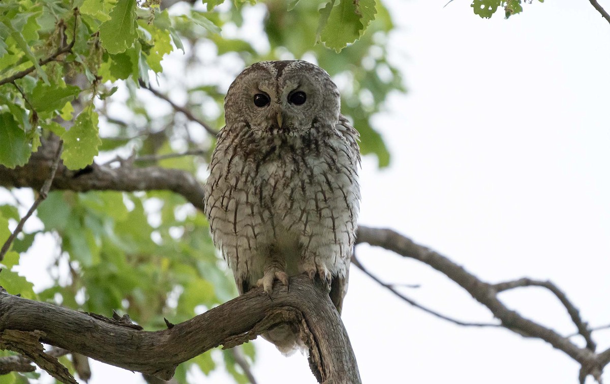 Tawny Owl - ML636708449