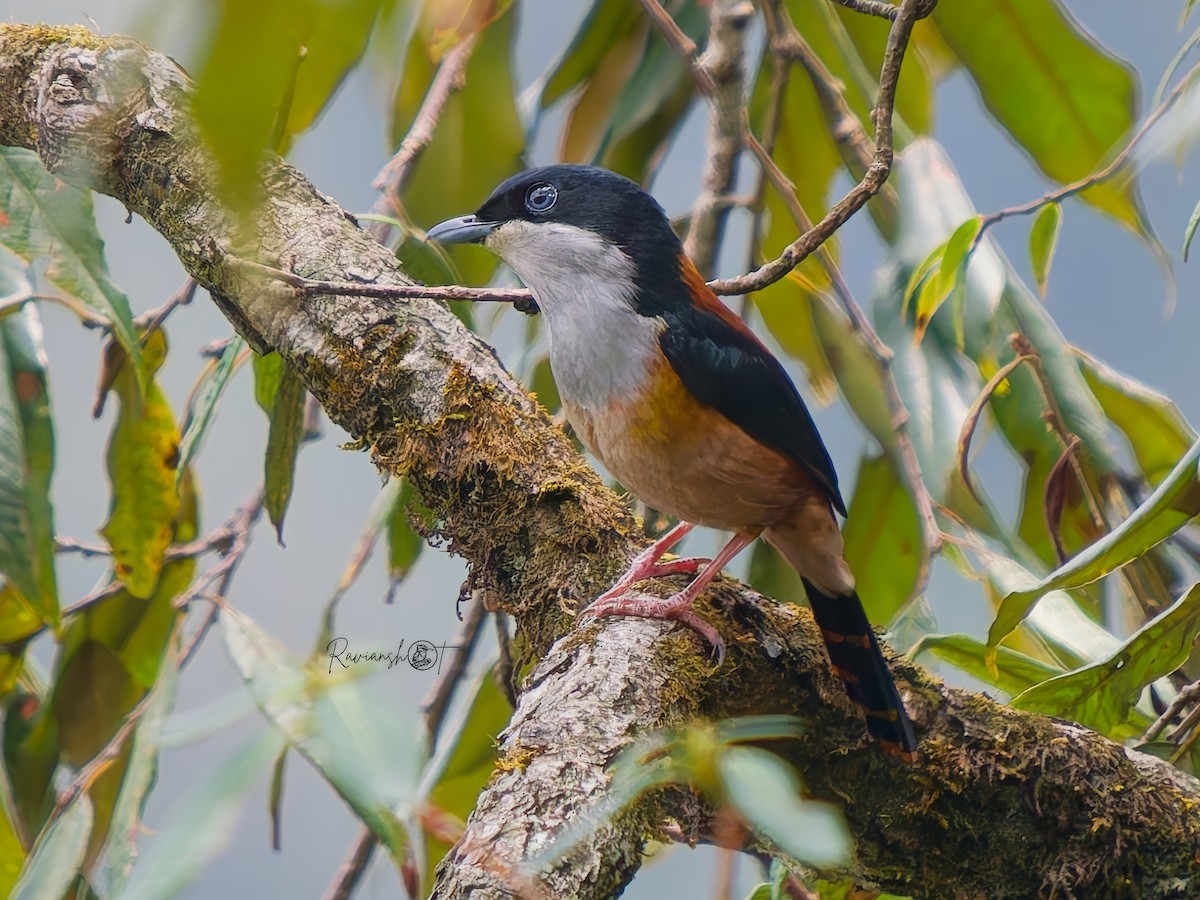 Black-headed Shrike-Babbler - ML636708450