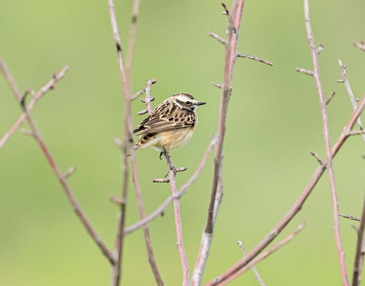 Whinchat - ML636708453