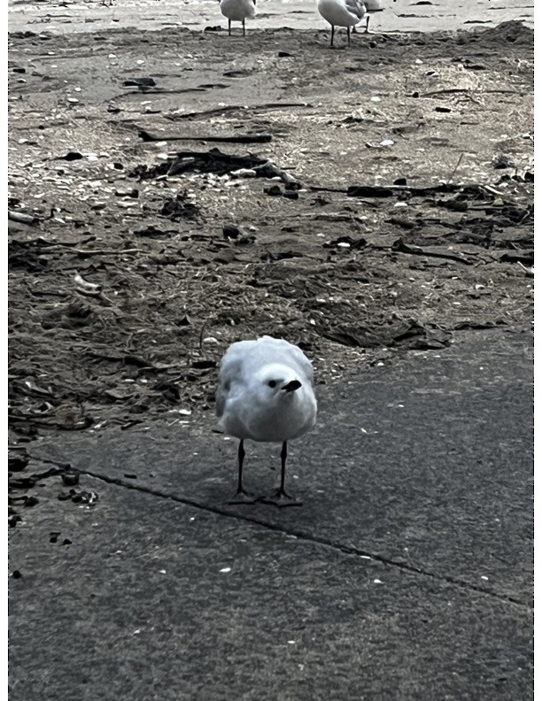 Black-billed Gull - ML636708508