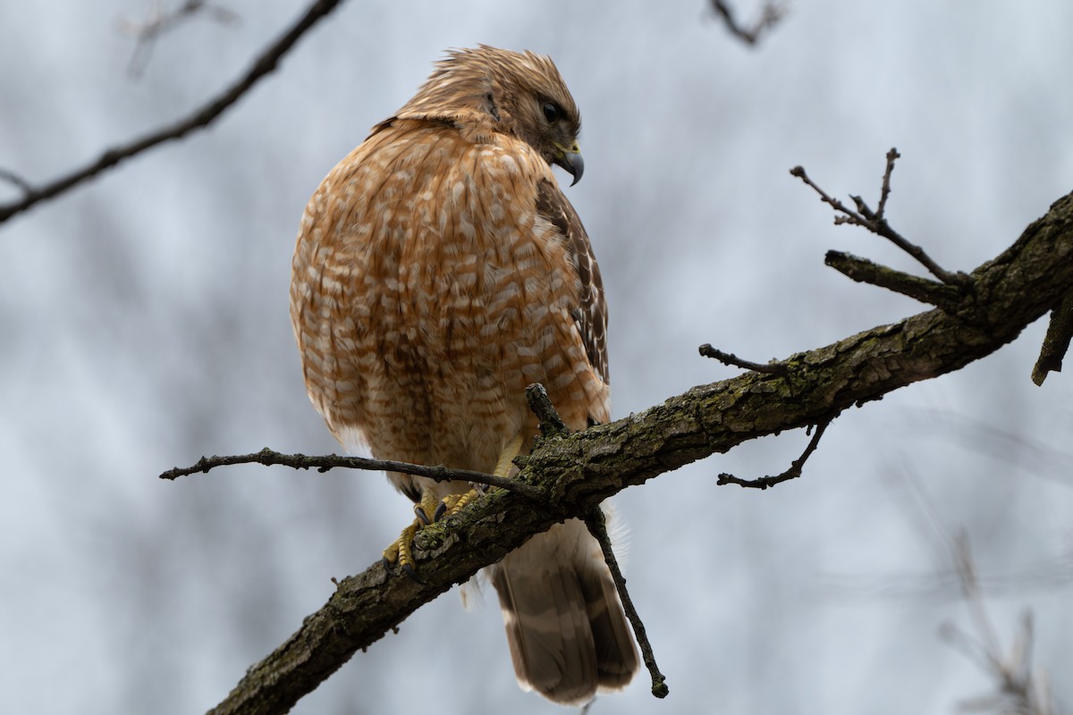 Red-shouldered Hawk - Sean McCann
