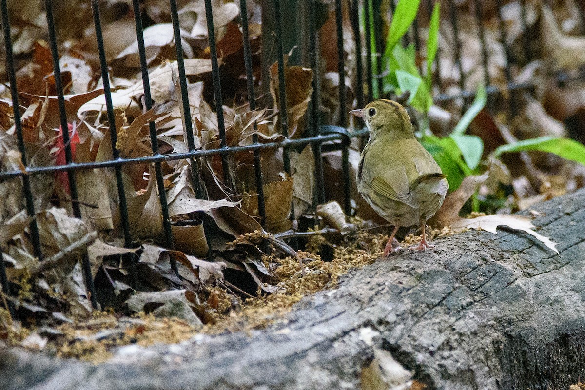 Ovenbird - ML636708523