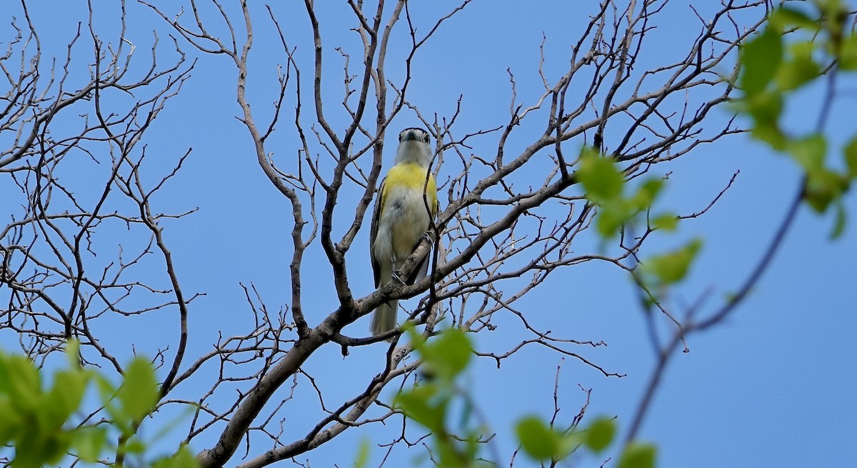 Green-backed Becard - ML636708566