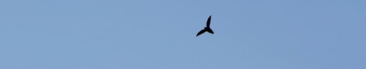 Sick's Swift - ML636708568