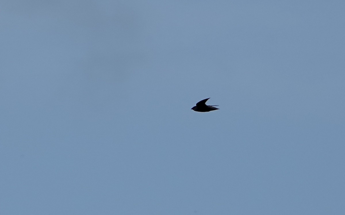 Sick's Swift - ML636708569