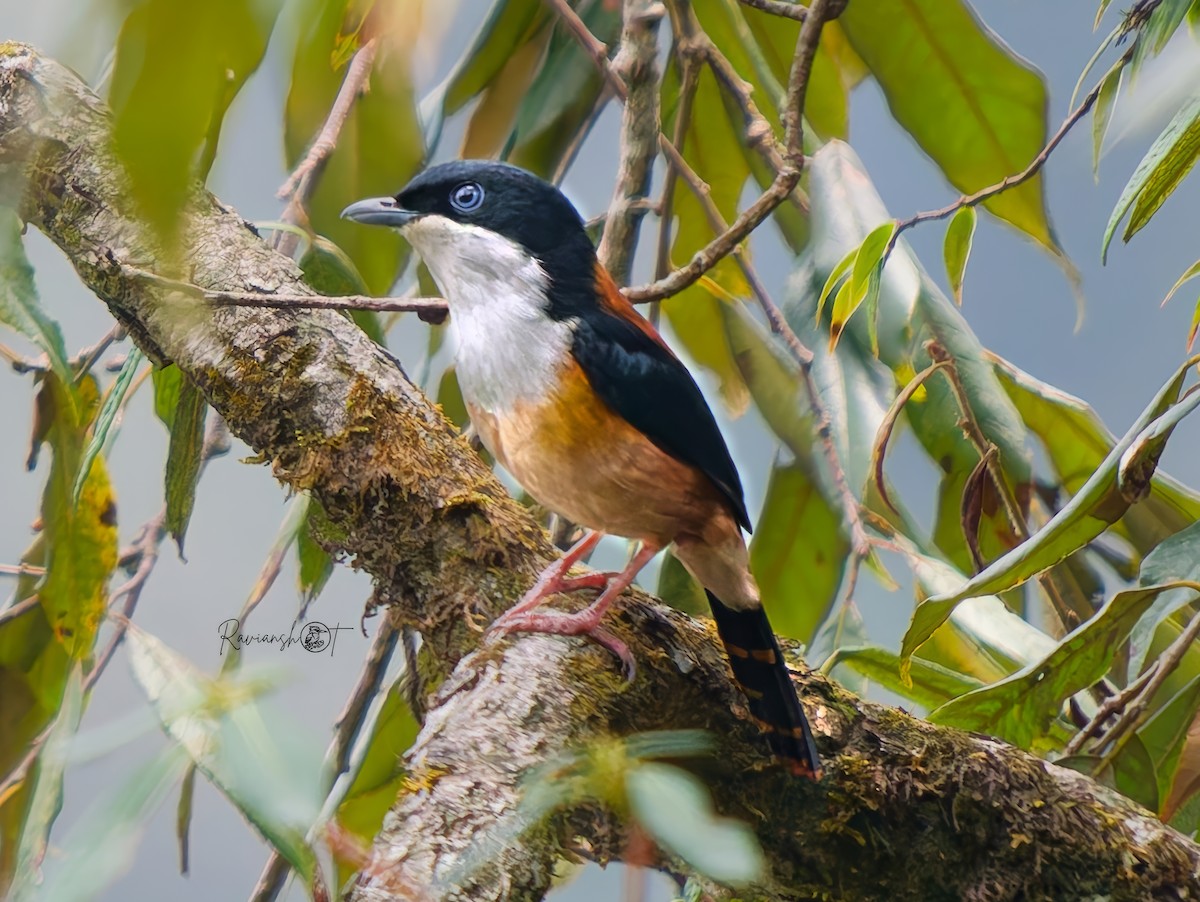 Black-headed Shrike-Babbler - ML636708667