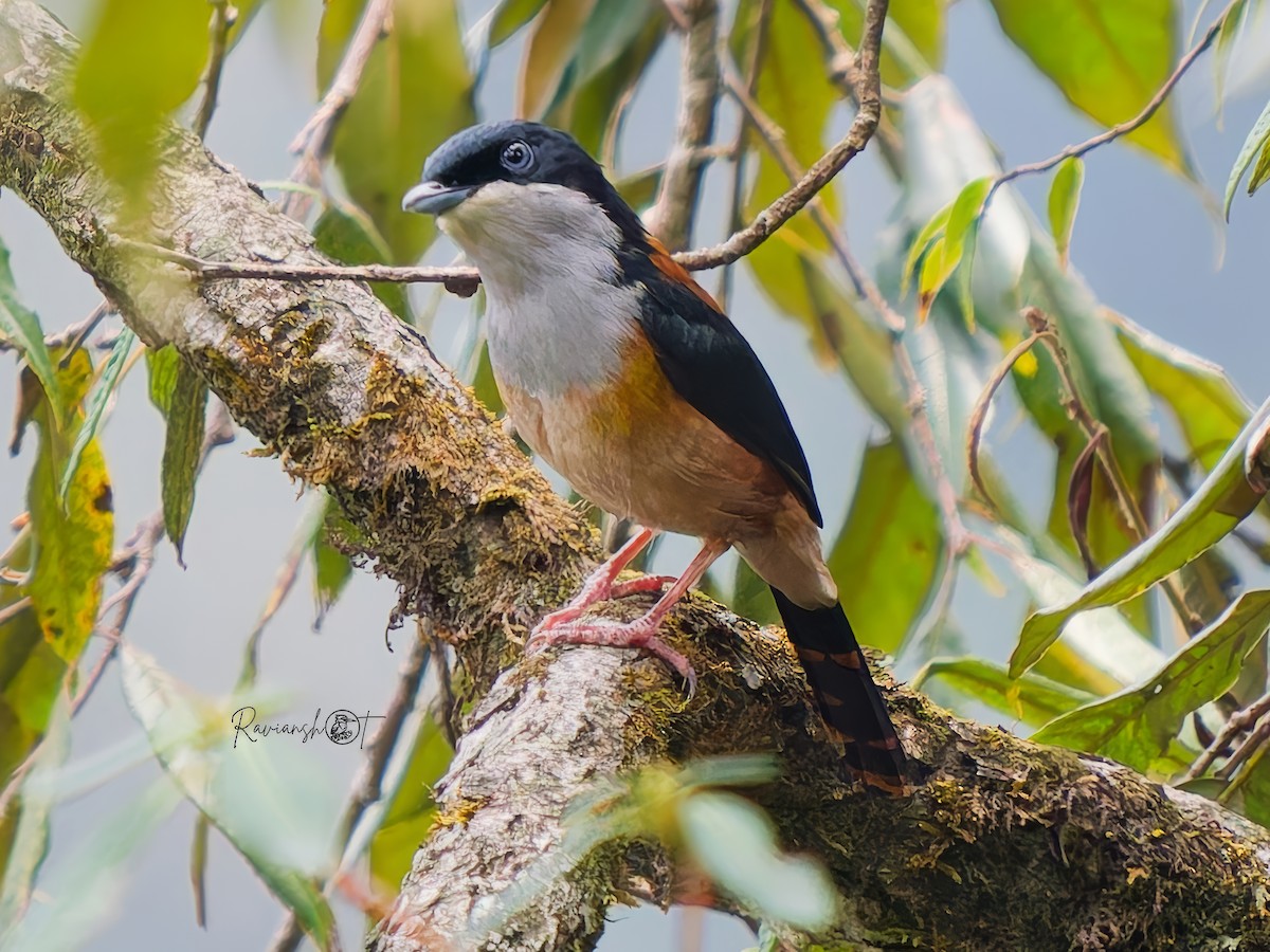 Black-headed Shrike-Babbler - ML636708715