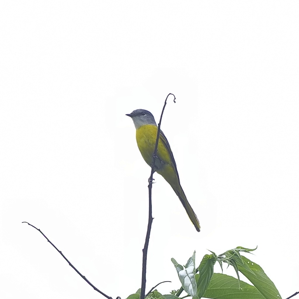 Minivet Gorjigrís - ML636708717