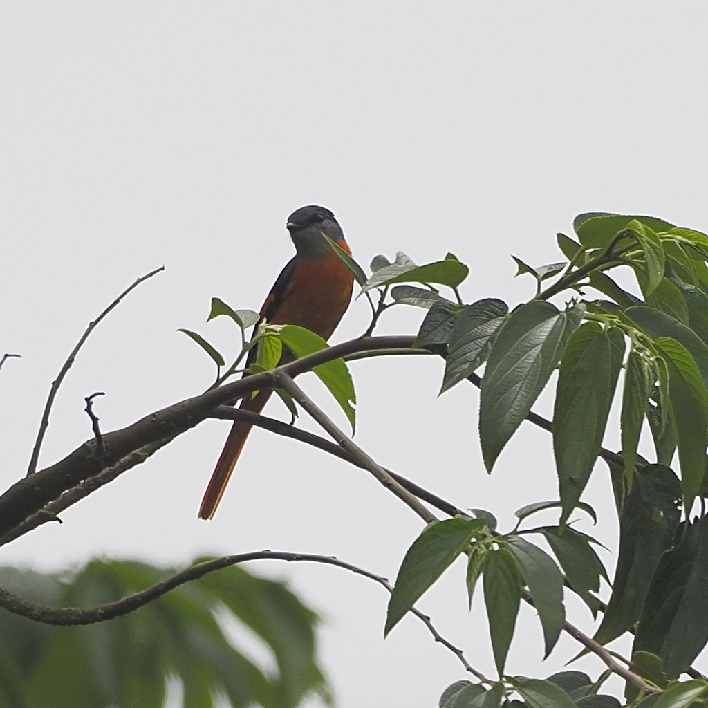 Minivet Gorjigrís - ML636708719