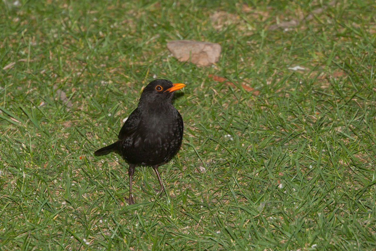 Хар хөөндэй - ML636708748