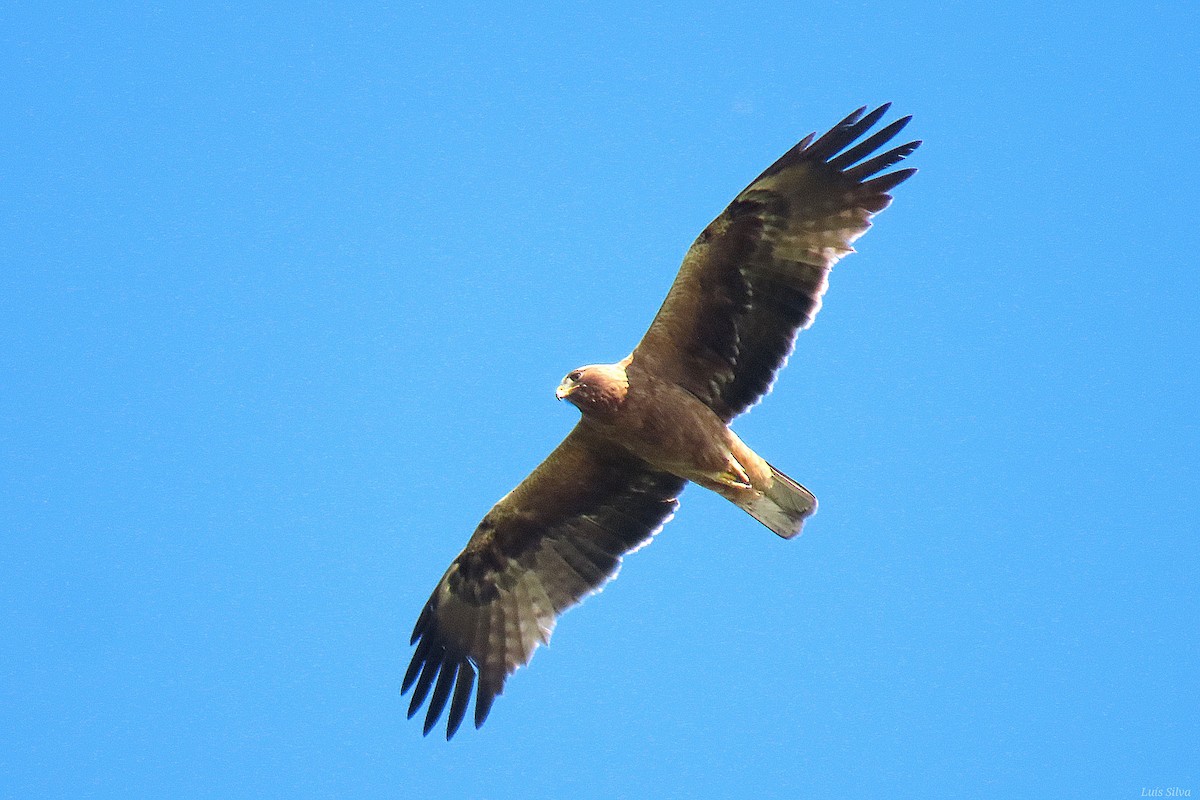 Бахим бүргэд - ML636708769
