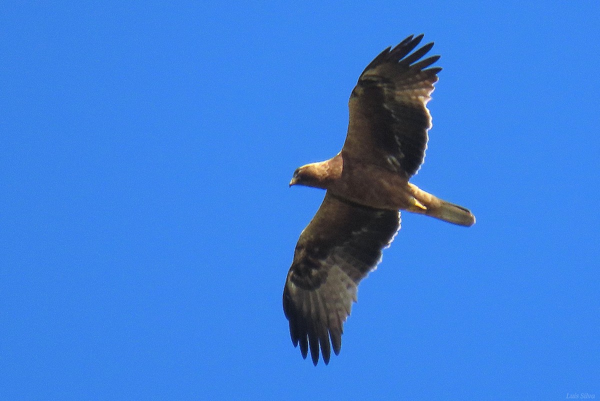 Бахим бүргэд - ML636708772