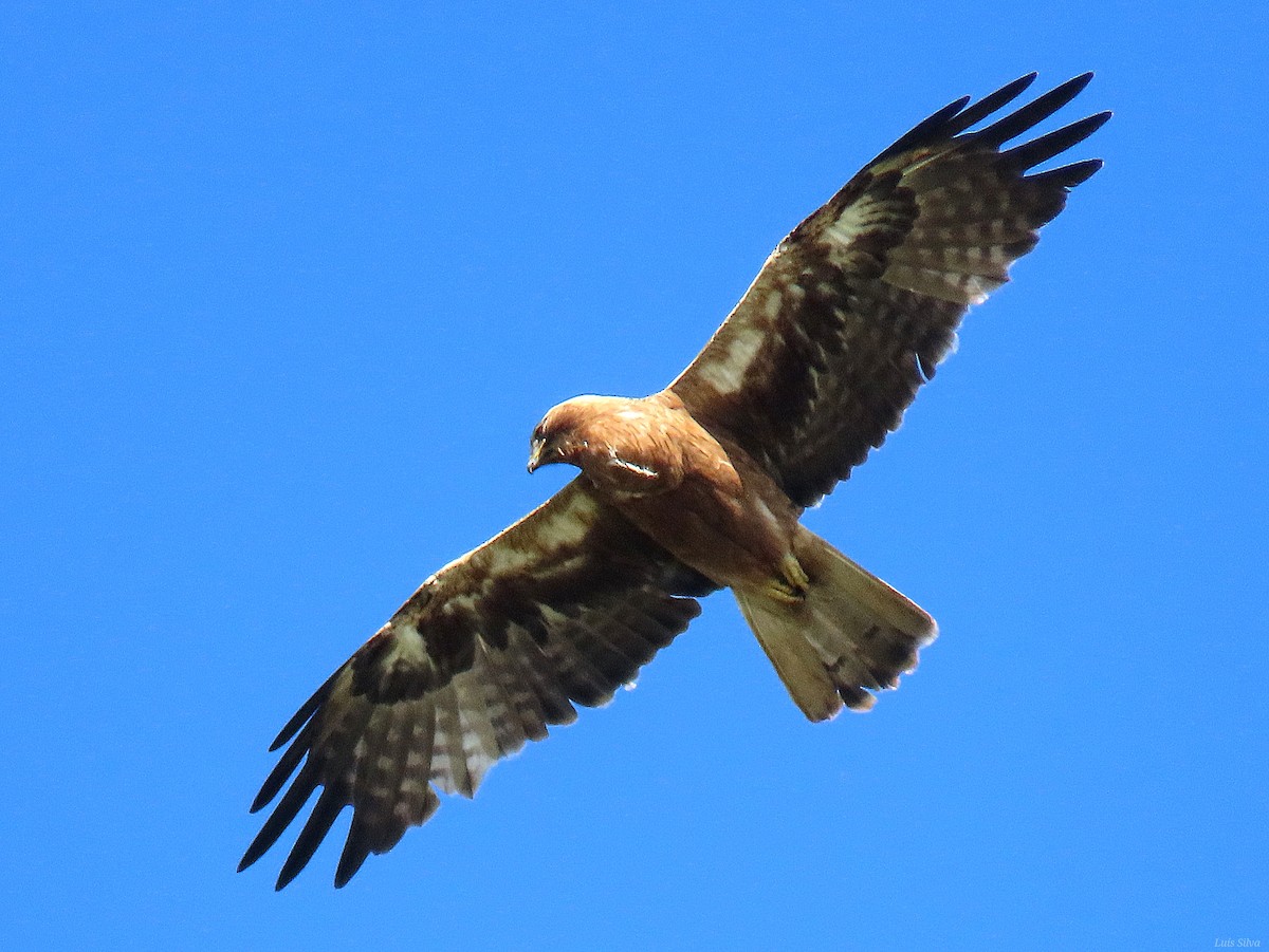 Бахим бүргэд - ML636708773
