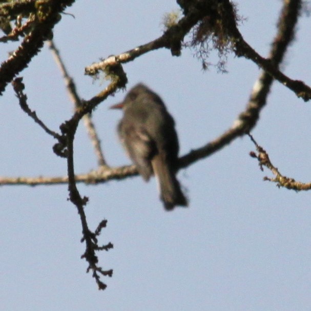 Dark Pewee - ML636708865