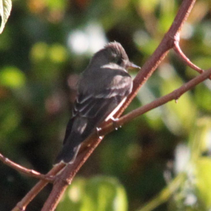 Ochraceous Pewee - ML636708868