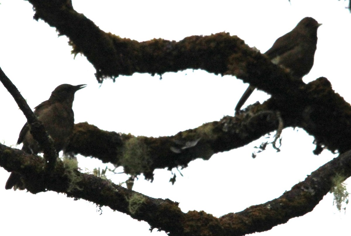 Mountain Thrush - ML636708874