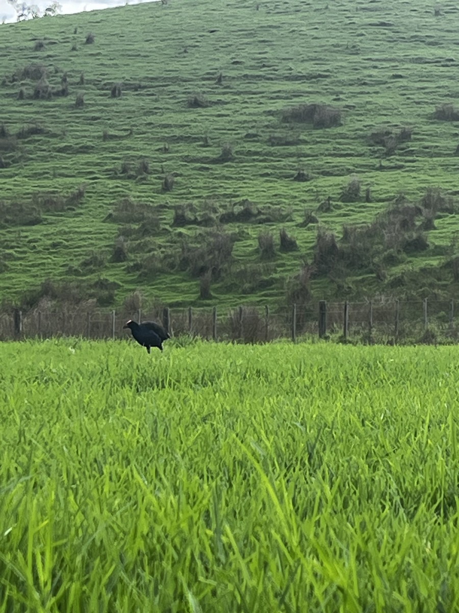 Australasian Swamphen - ML636708880