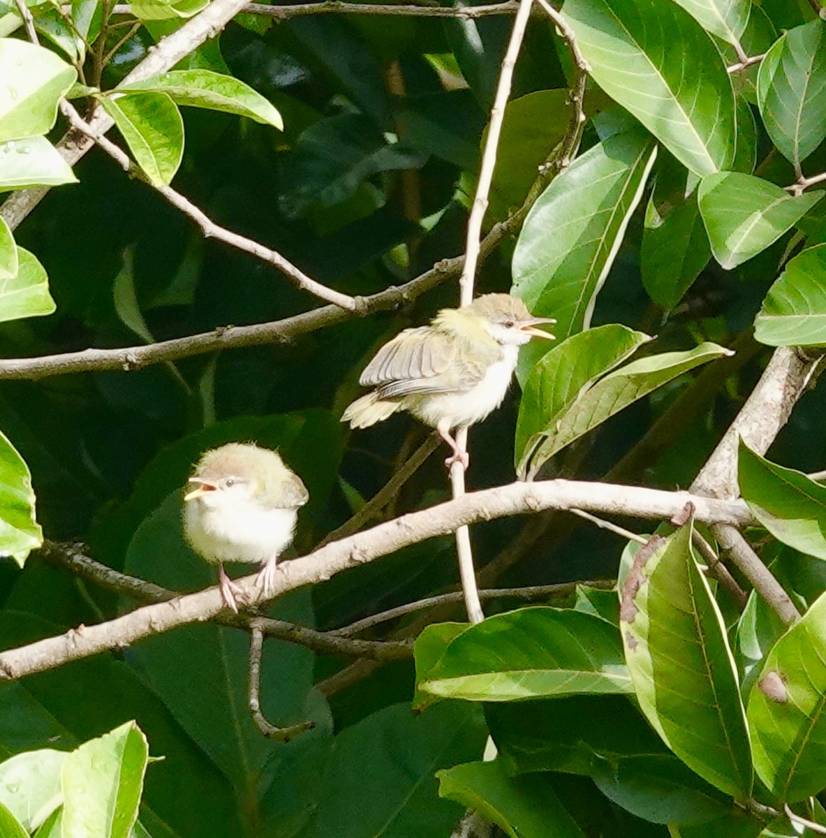 Common Tailorbird - ML636708960