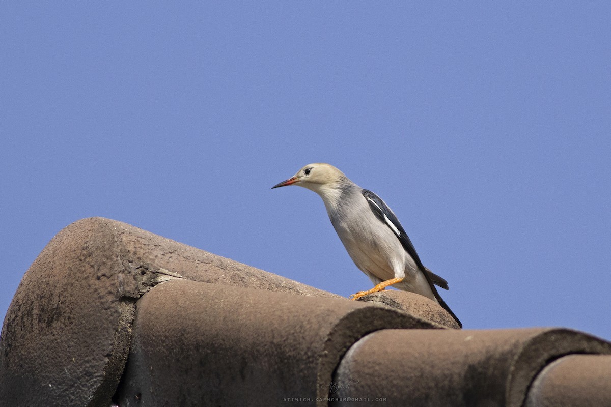 Red-billed Starling - ML636708996