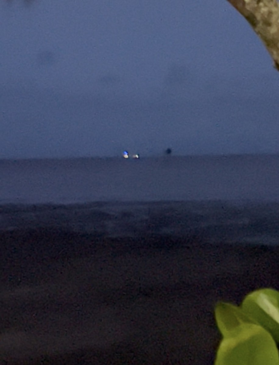 Bush Thick-knee - ML636709197