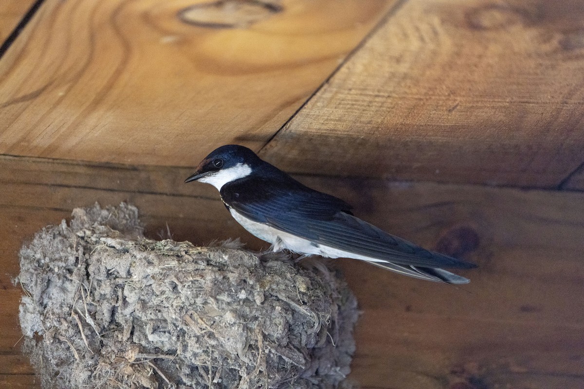 White-throated Swallow - ML636709220