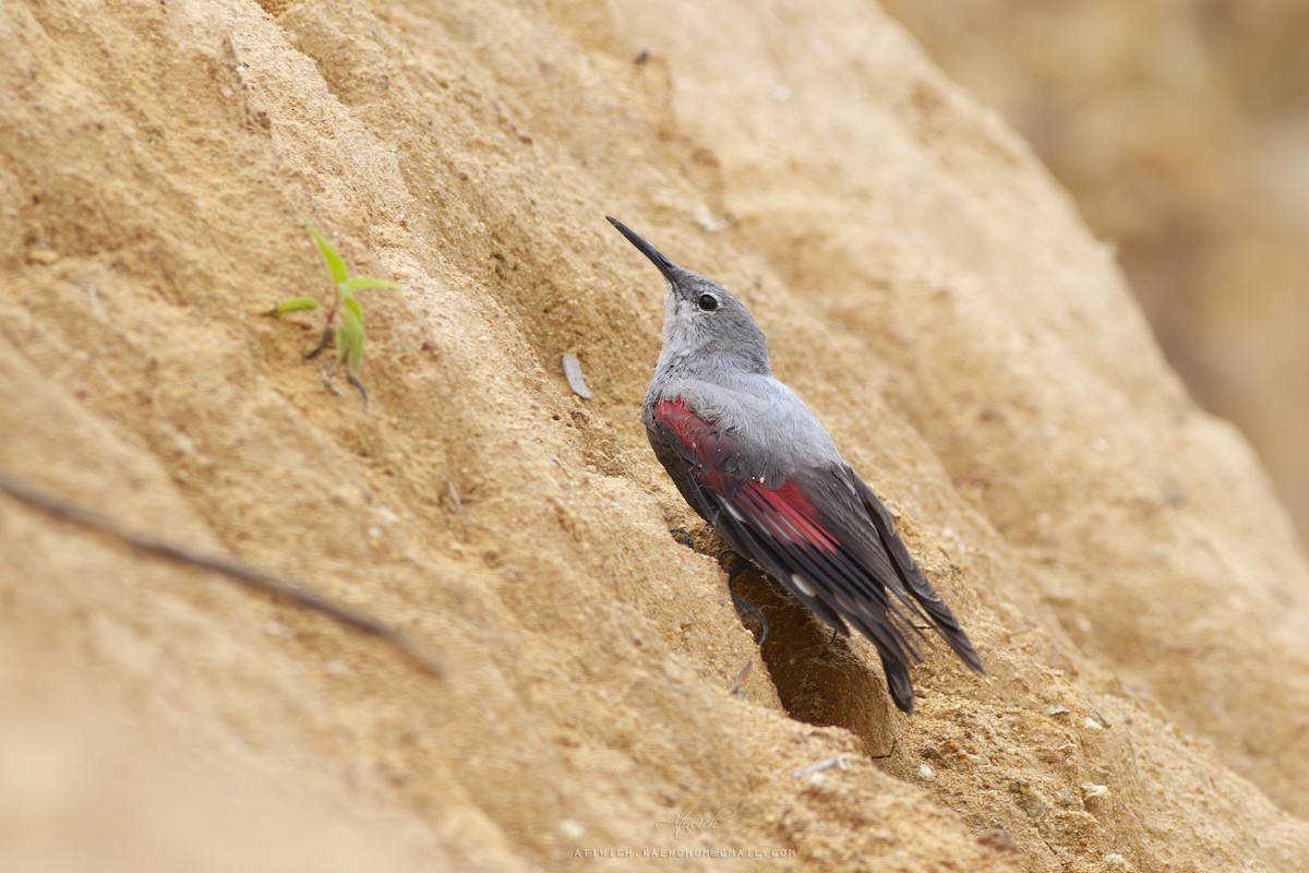 Wallcreeper - ML636709260