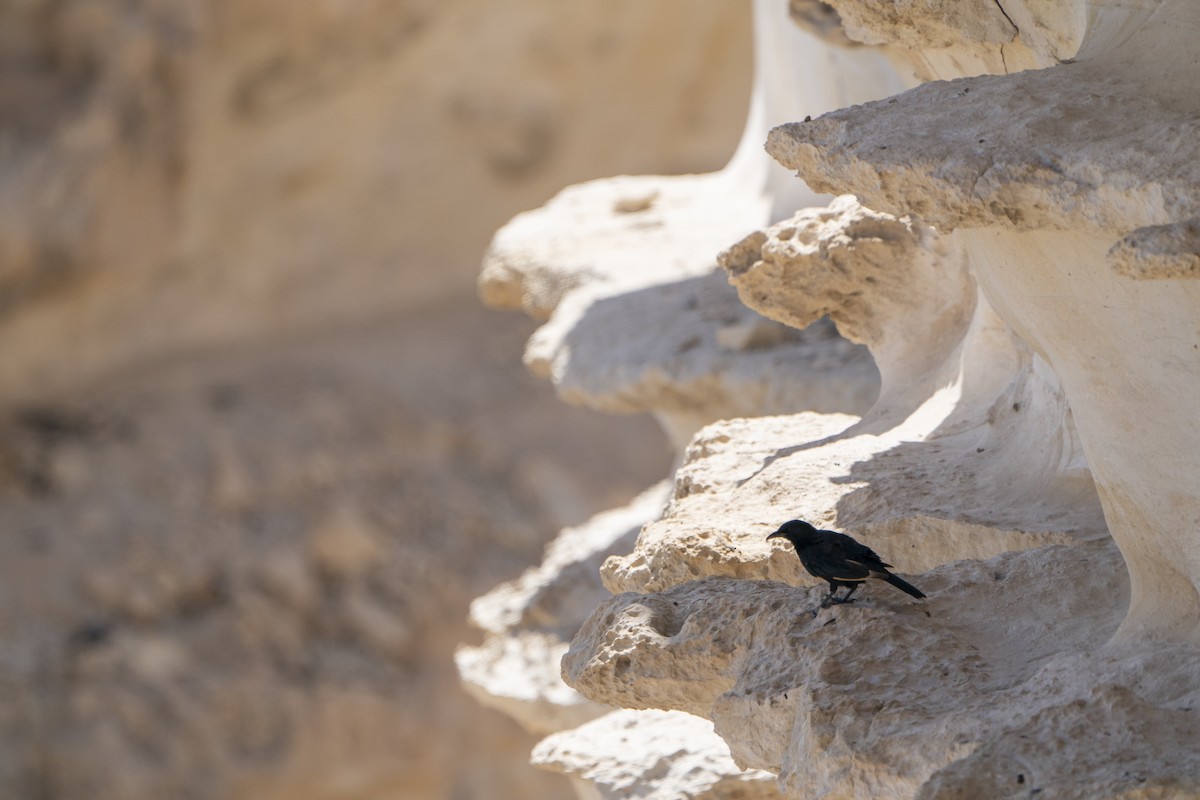 Tristram's Starling - ML636709309