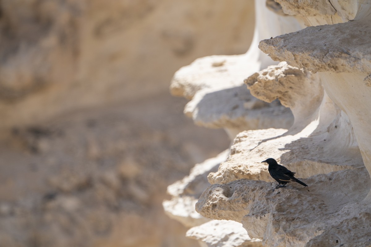 Tristram's Starling - ML636709310