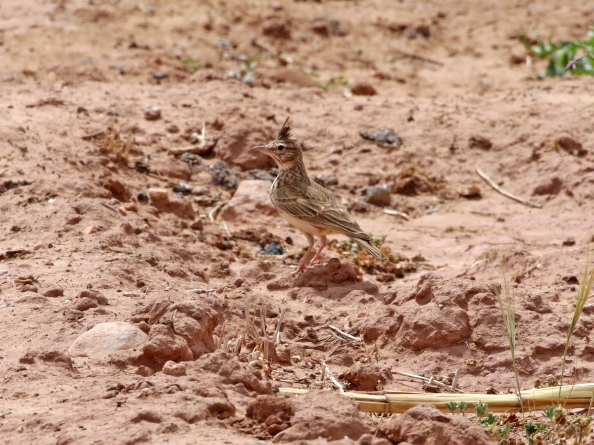 עפרוני מצויץ - ML636709356
