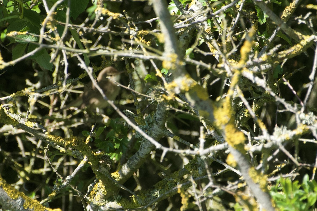 Common Reed Warbler - ML636709374