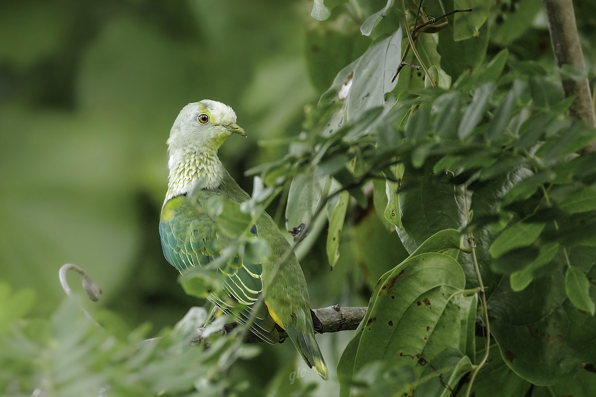 Rose-crowned Fruit-Dove (Gray-crowned) - ML636709432
