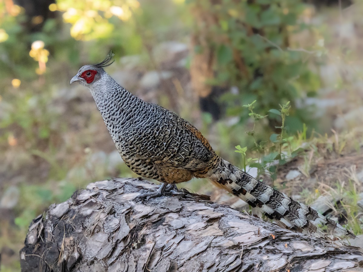 Cheer Pheasant - ML636709443