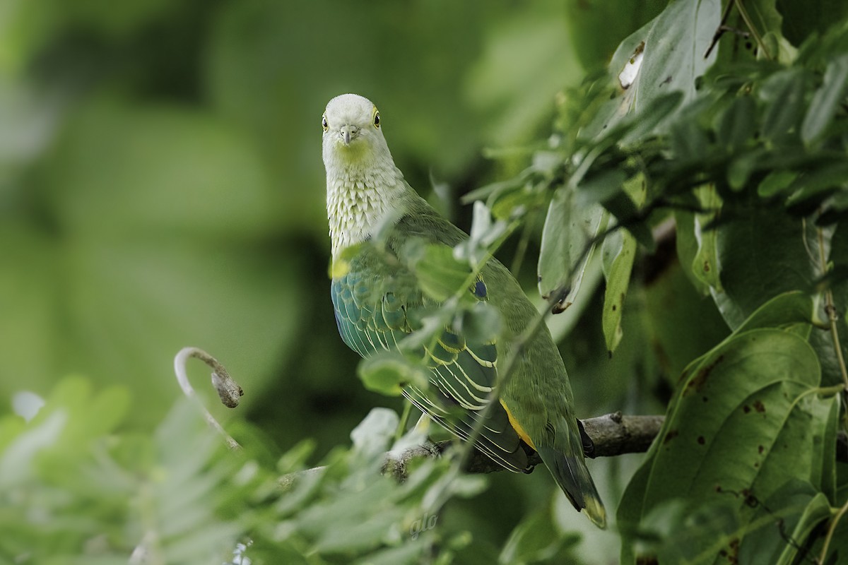 Rose-crowned Fruit-Dove (Gray-crowned) - ML636709444