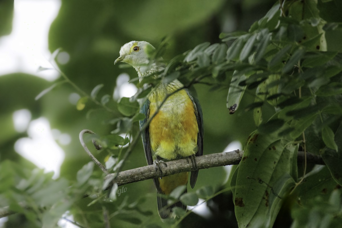 Rose-crowned Fruit-Dove (Gray-crowned) - ML636709445