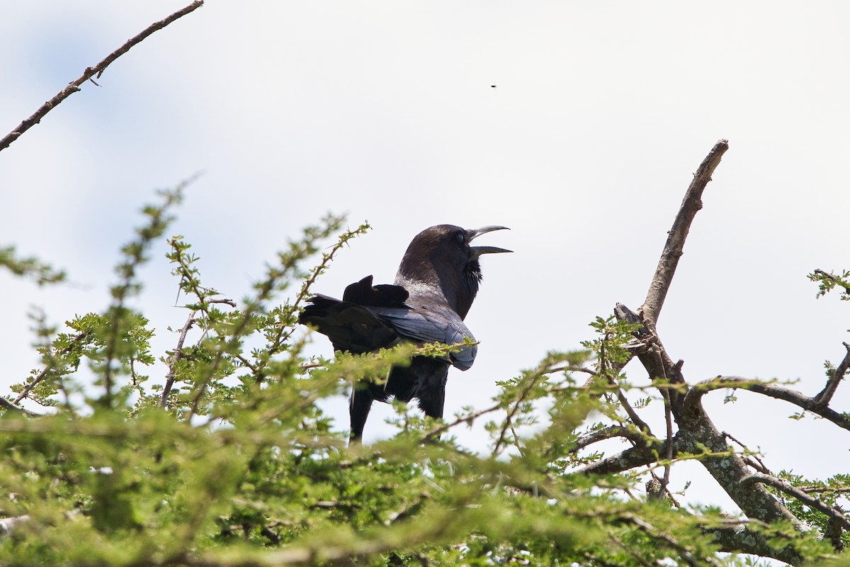 Cape Crow - ML636709454