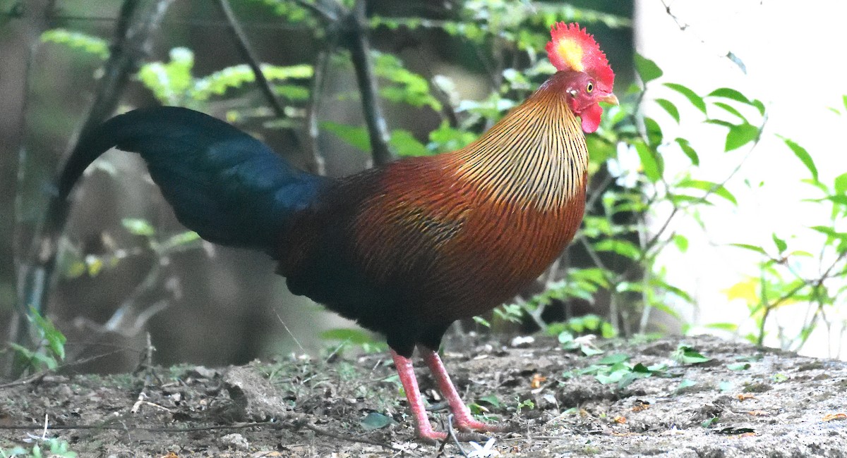 Sri Lanka Junglefowl - ML636709552