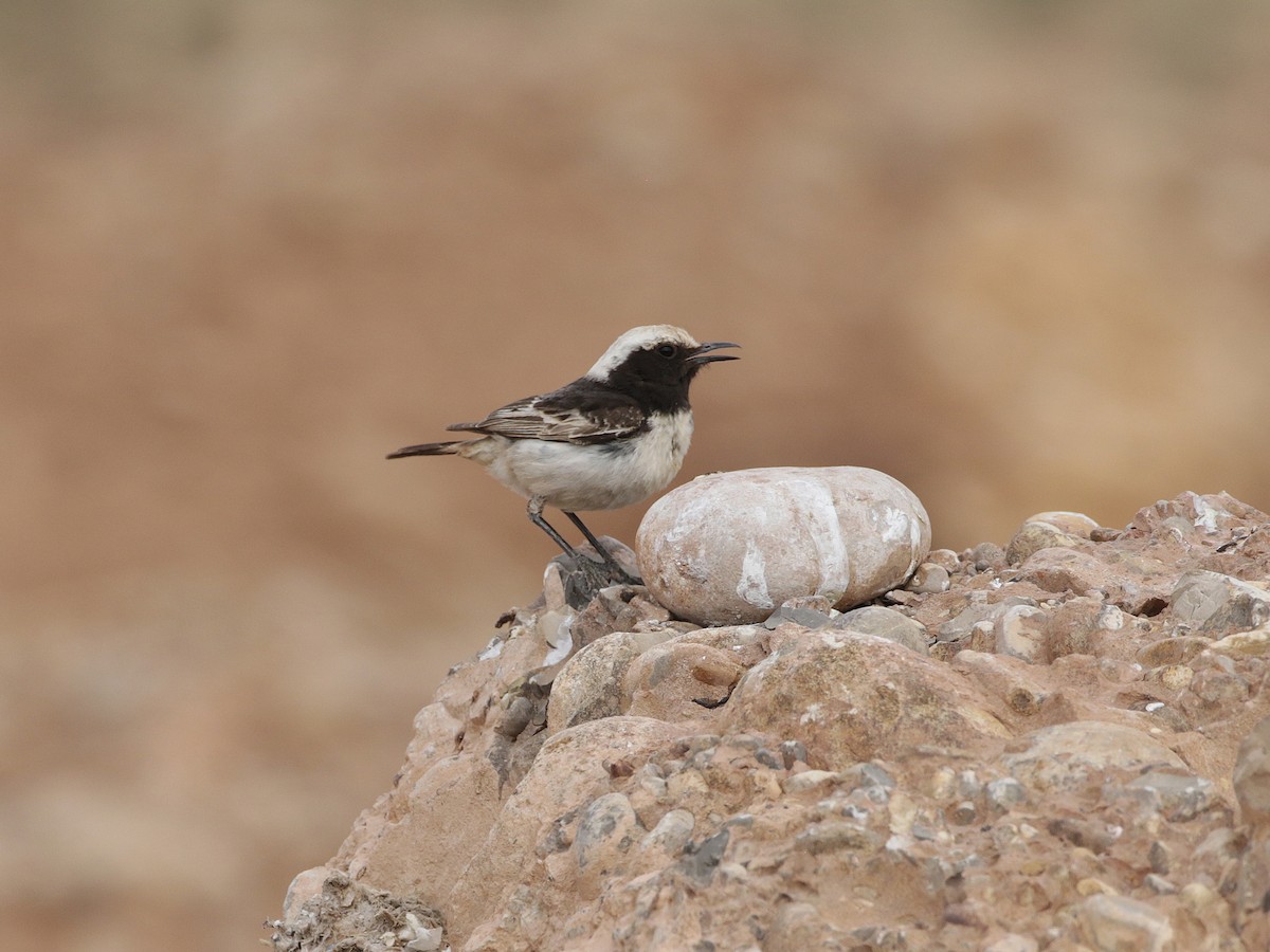 Red-rumped Wheatear - ML636709621