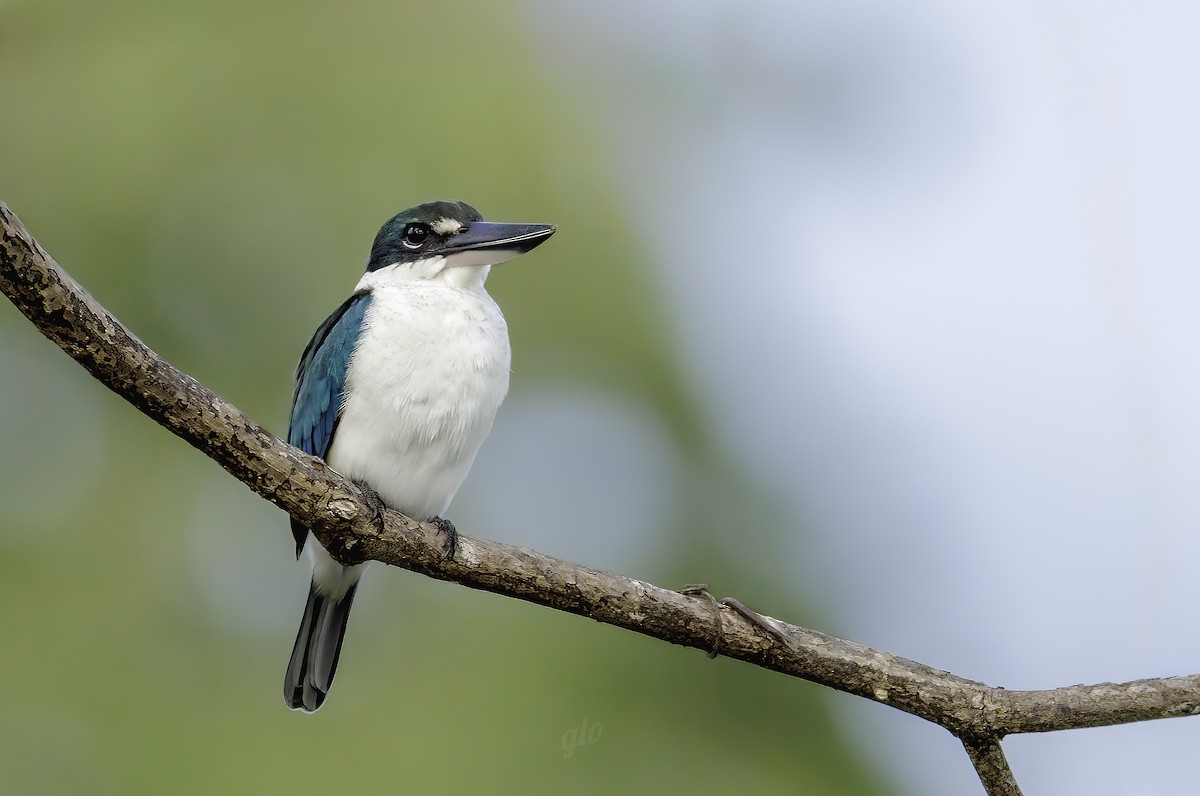 Collared Kingfisher - ML636709622