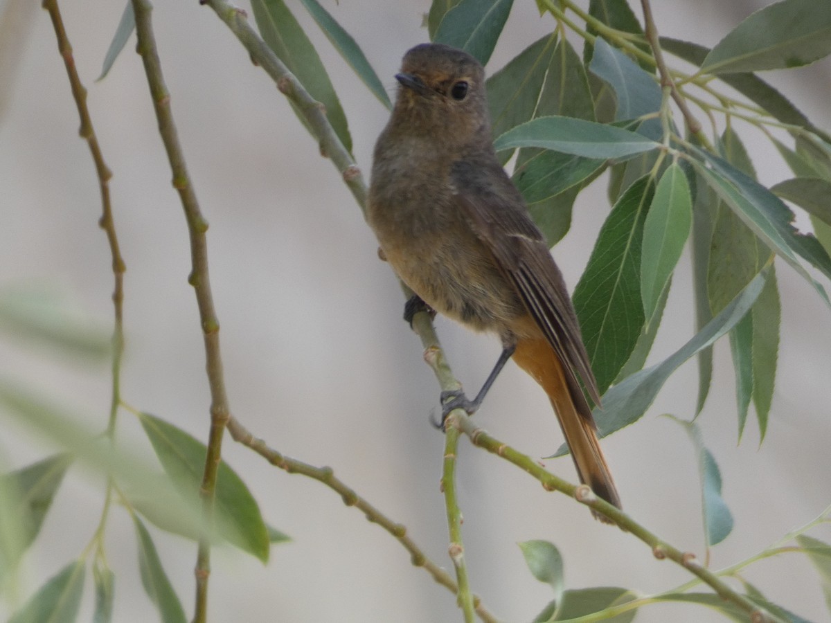 Hodgson's Redstart - ML636709627